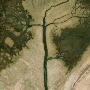 16th Century Italian Tree