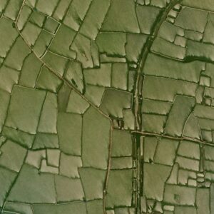 Shimmering Avocado Grid/Gold Paths