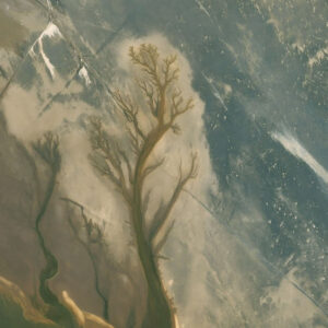 Tree in Middle, Bright Night Blue Sky