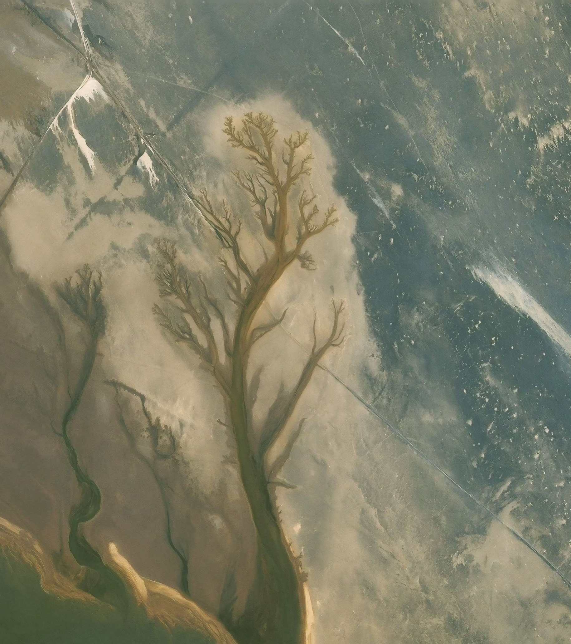 Tree in Middle, Bright Night Blue Sky