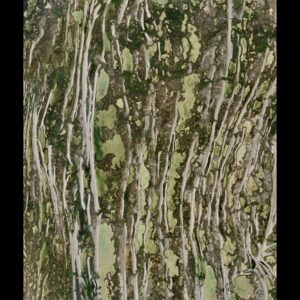 Looking Through The Aspen Forest